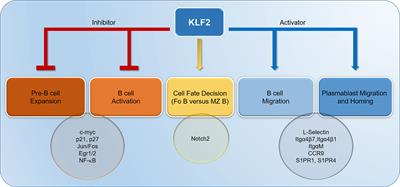 Krüppel-like factor 2: a central regulator of B cell differentiation and plasma cell homing